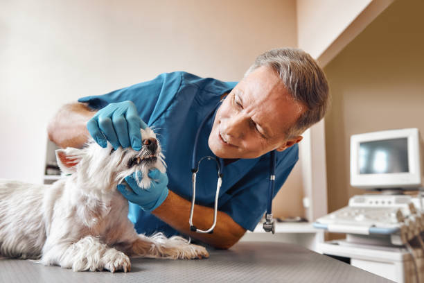 Best 24-Hour Emergency Dental Care in Thief River Falls, MN